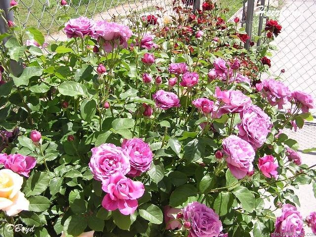 'Heirloom (hybrid tea, Warriner 1972)' rose photo