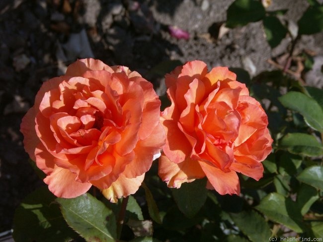 'Tennessee ® (floribunda, van de Meer/Select Roses, 1985/91)' rose photo