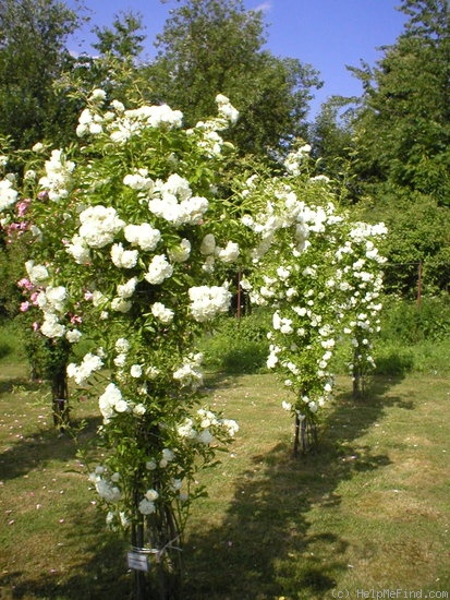 'Mánja Böhmová' rose photo