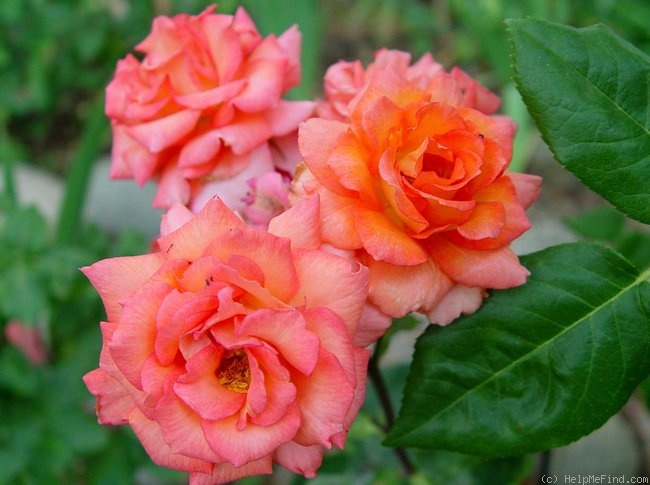 'Fancy Amazone' rose photo