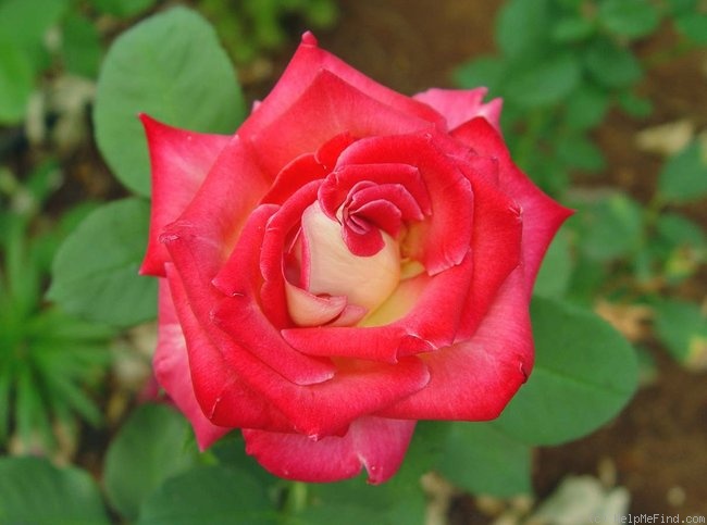 'Front Page ™ (hybrid tea, Winchel 2000)' rose photo
