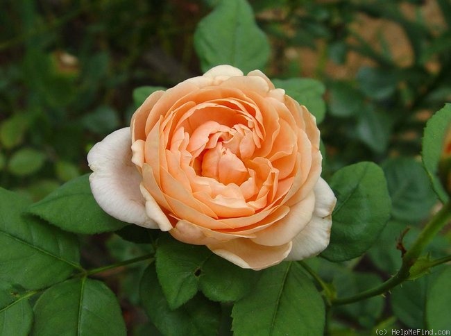 'Ambridge Rose ®' rose photo