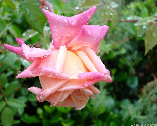 'Mademoiselle Franziska Krüger' rose photo