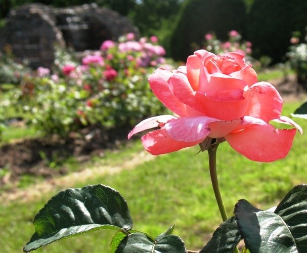 'Amy the Impatient Rose Grower'  photo