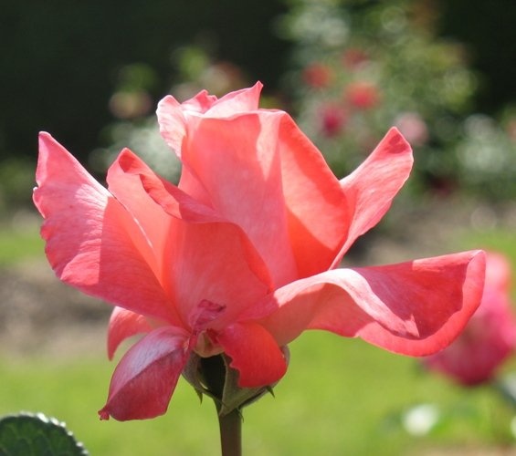 'Amy the Impatient Rose Grower'  photo