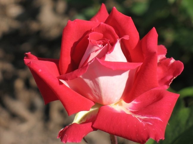 'Amy the Impatient Rose Grower'  photo