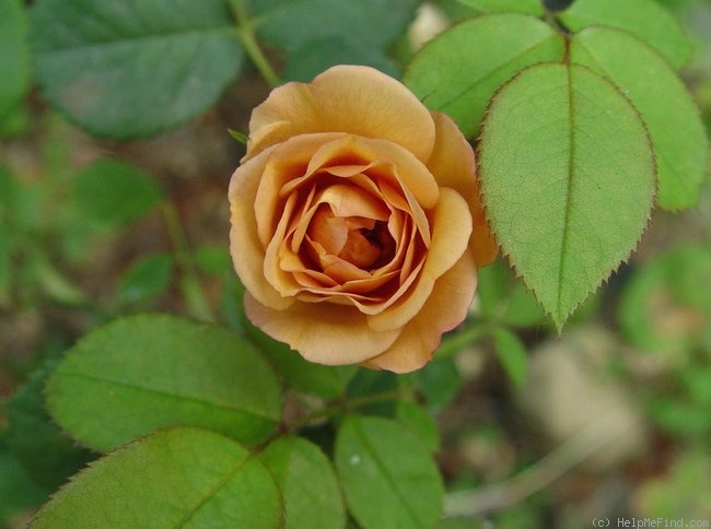 'Amberlight (floribunda, LeGrice, 1961)' rose photo