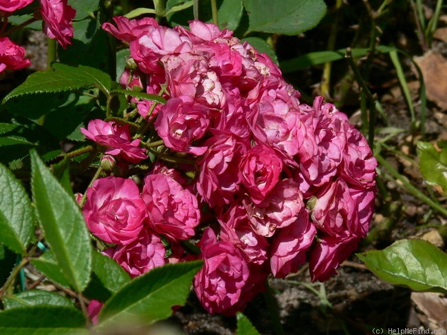 'Dinky (hybrid musk, Boudolf 2002)' rose photo