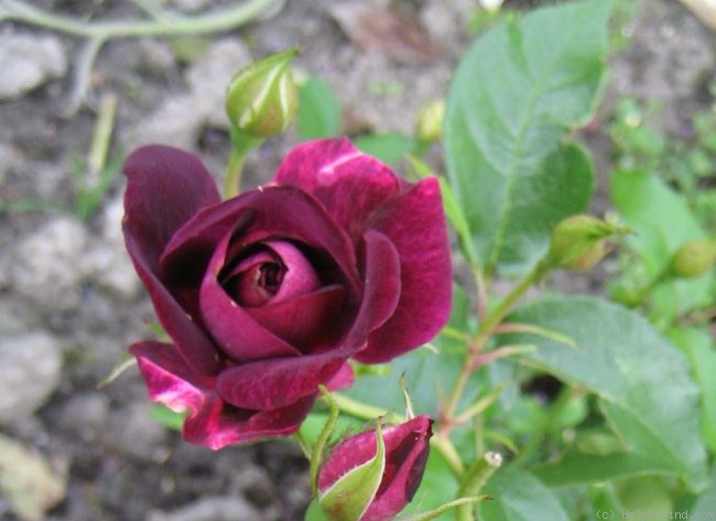 'Burgundy Ice' rose photo