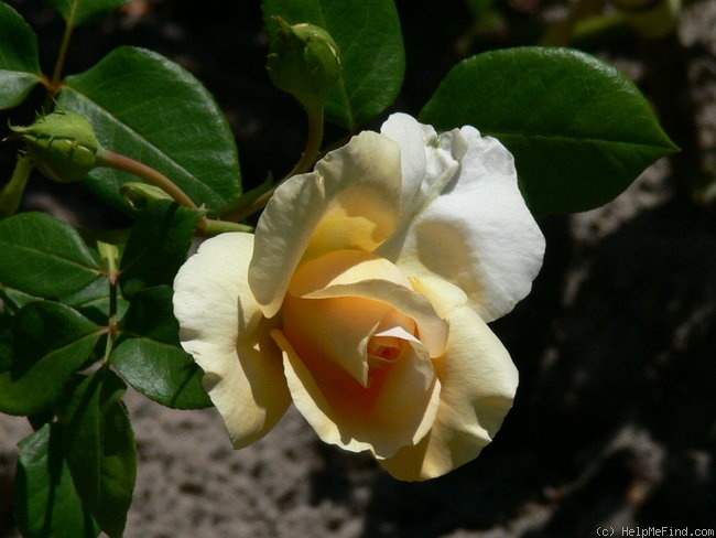 'Tassili®' rose photo