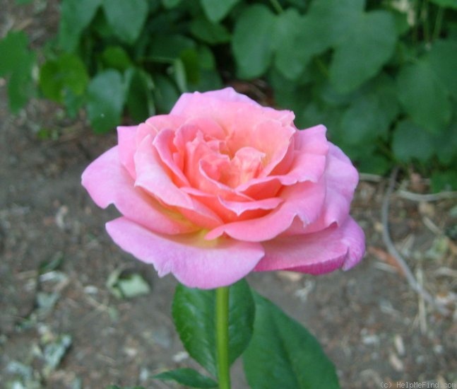 'Peachblow (HT. Coddington before 1938)' rose photo