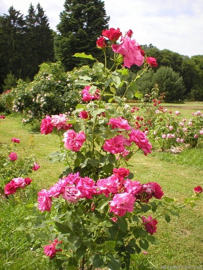'Pruhonice' rose photo