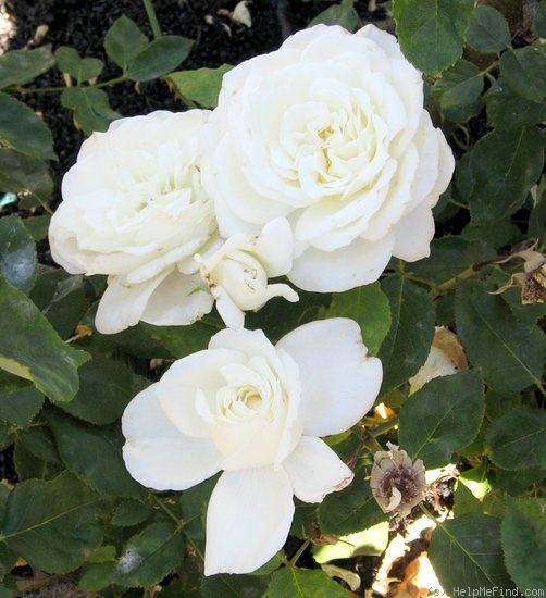 'Snowbird' rose photo