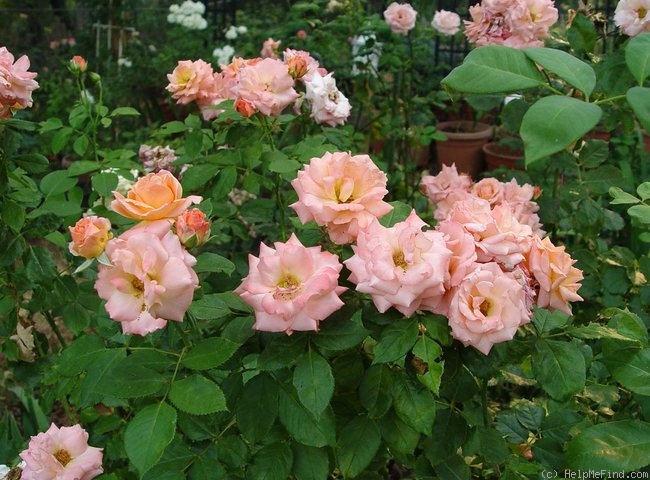 'Bill Warriner ™' rose photo