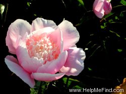 'Do Tell' peony photo