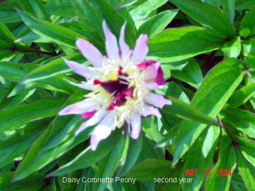 'Plant Delights Nursery, Inc.'  photo