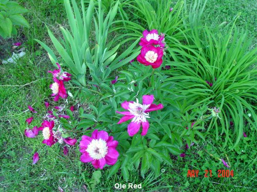 'Plant Delights Nursery, Inc.'  photo