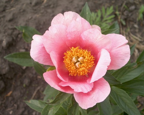 'Lovely Rose' peony photo