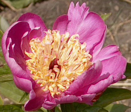 'Karen Gray' peony photo