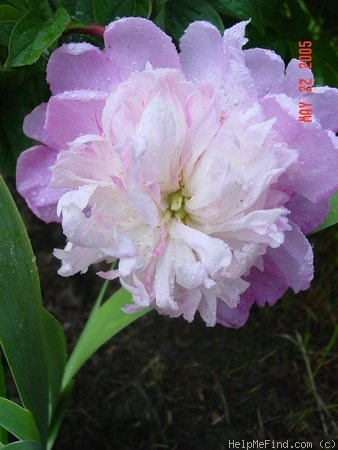 'Do Tell' peony photo