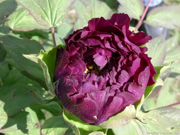 'Rimpou' peony photo