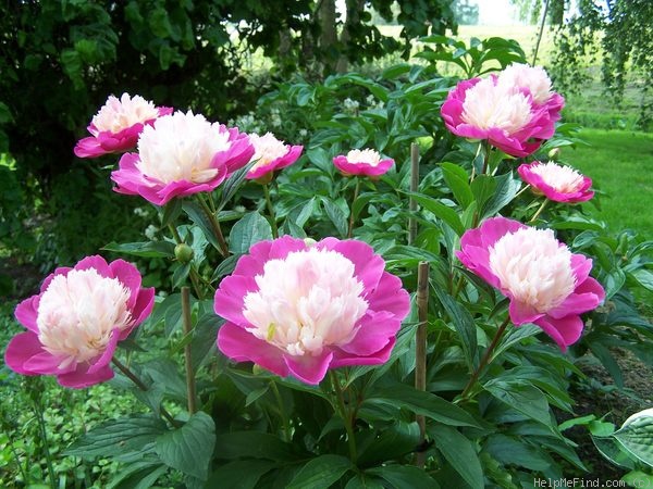 'Gay Paree' peony photo