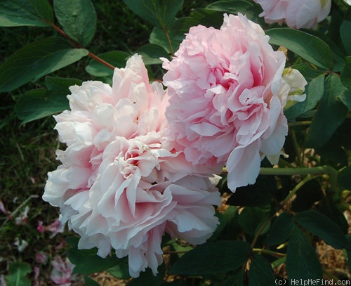 'Comtesse de Tuder' peony photo