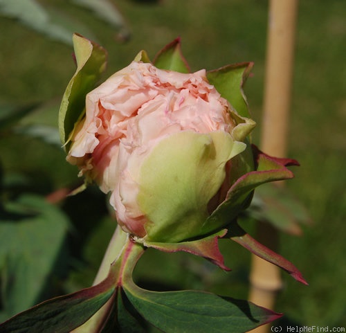 'Comtesse de Tuder' peony photo