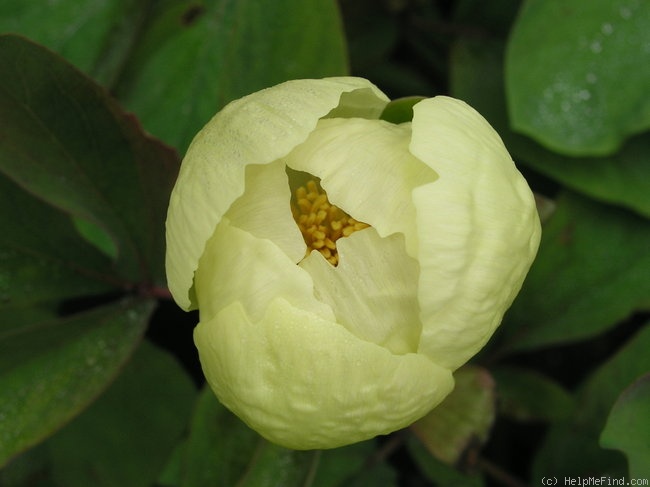 'Molly-the-Witch' peony photo