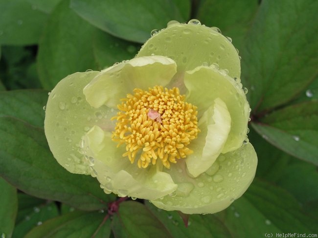 'Molly-the-Witch' peony photo