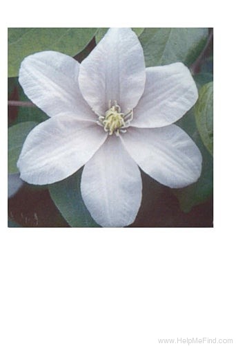 'Silver Moon' clematis photo