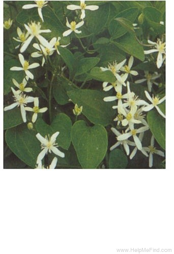 'Maximowicziana' clematis photo