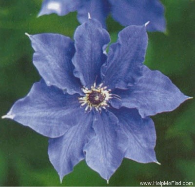 'Lord Neville' clematis photo