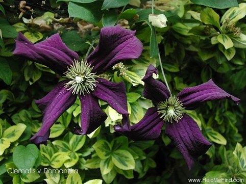 'C. 'Romantica'' clematis photo