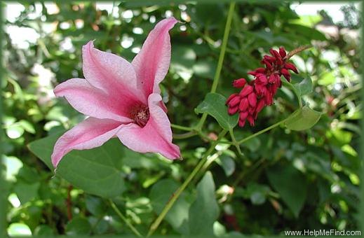 'Duchess of Albany' clematis photo