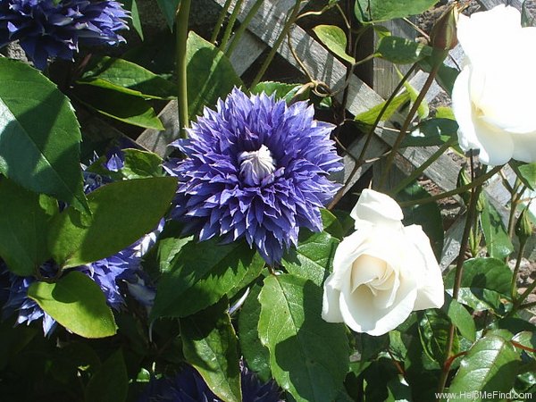 'Multi Blue' clematis, click to enlarge 'Multi Blue' clematis photo