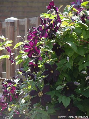 'Romantica' clematis photo