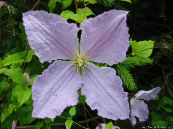 'Blue Angel' clematis photo