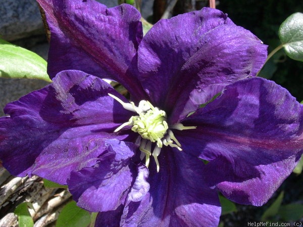 'Lady Betty Balfour' clematis photo