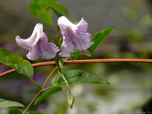 'Viticella 'Betty Corning'' clematis photo