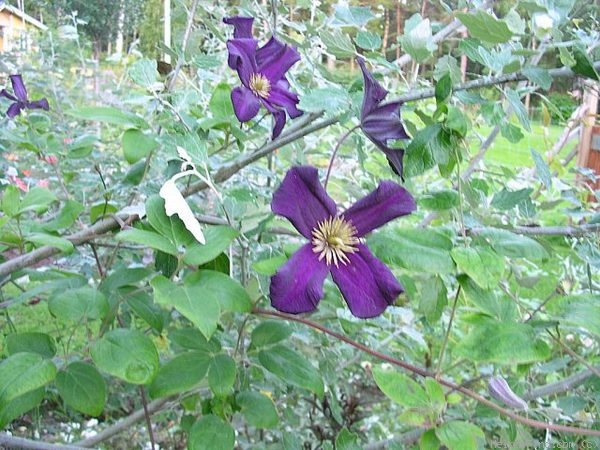 'Romantika' clematis photo