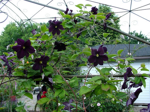 'Romantica' clematis photo