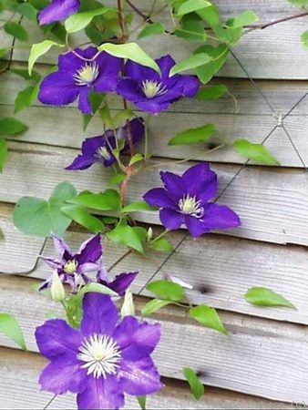 'Lady Betty Balfour' clematis photo