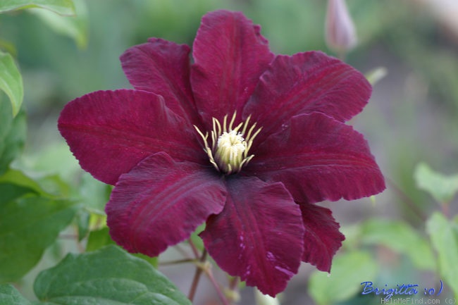 'Niobe (early large flowered, Noll, 1975)' clematis photo