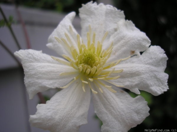 'Potaninii' clematis photo