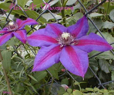 'Mrs. N. Thompson' clematis photo