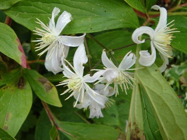 'C. heracleifolia 'Mrs. Robert Brydon'' clematis photo