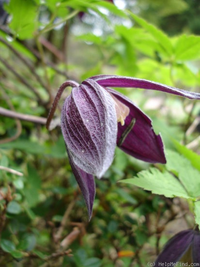 '<i>C. ochotensis</i> (Pall.) Poir.' clematis photo