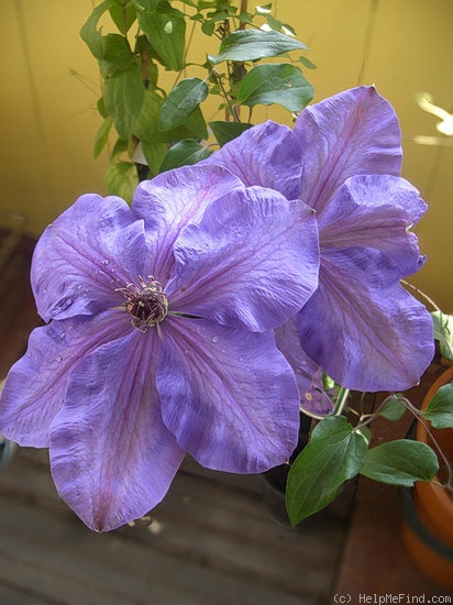 'Lord Nevill' clematis photo