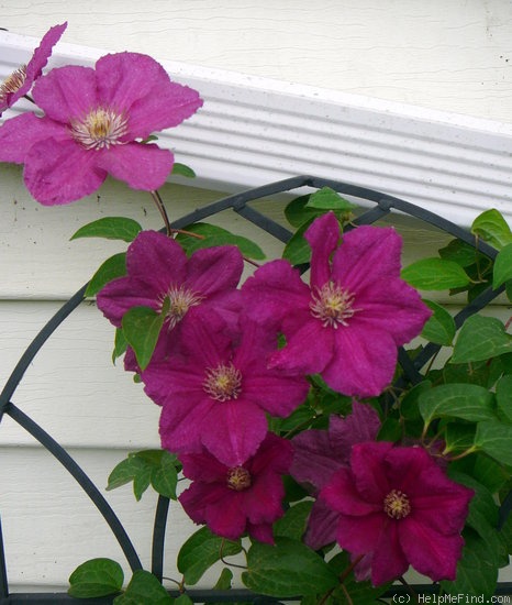 'Ernest Markham' clematis photo